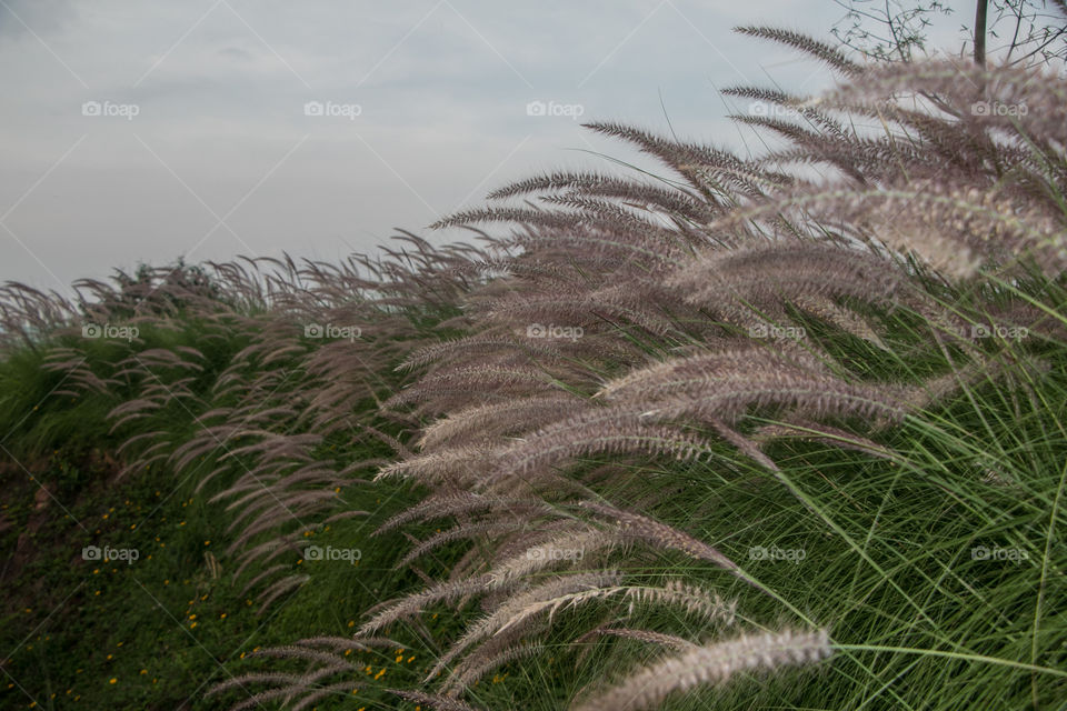 Reeds blowing in wind