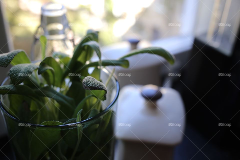 Sage plant in the window