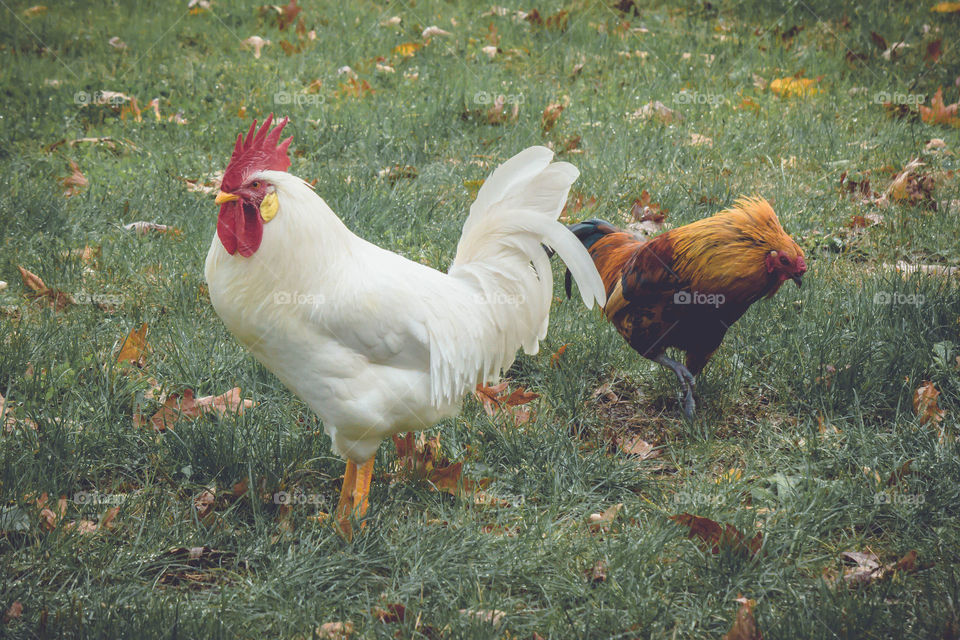 Rooster and chicken in grass