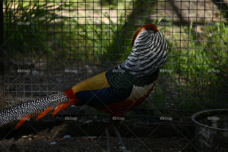 macho de hibrido de faisán dorado con faisán lady Amherst

golden pheasant hybrid male with pheasant lady Amherst