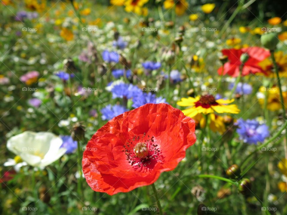 Poppy In The Meadow. A beautiful day/display at RHS Wisley, England...