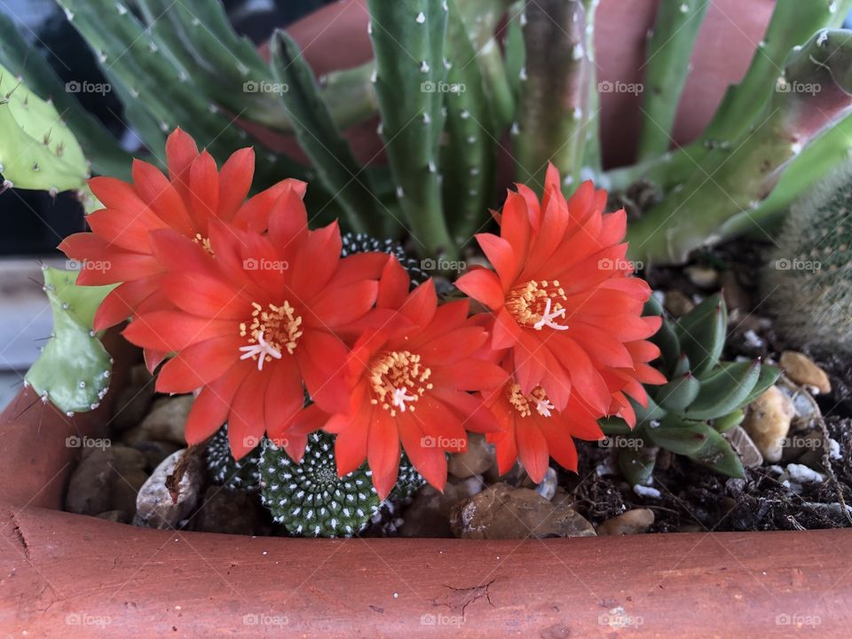 Cactus blooms