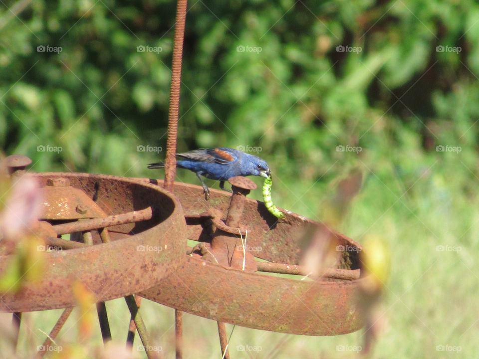 Garden, Nature, Outdoors, Summer, Park