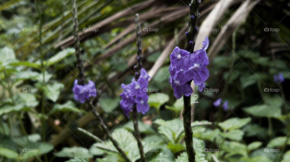 Rainy Flowers