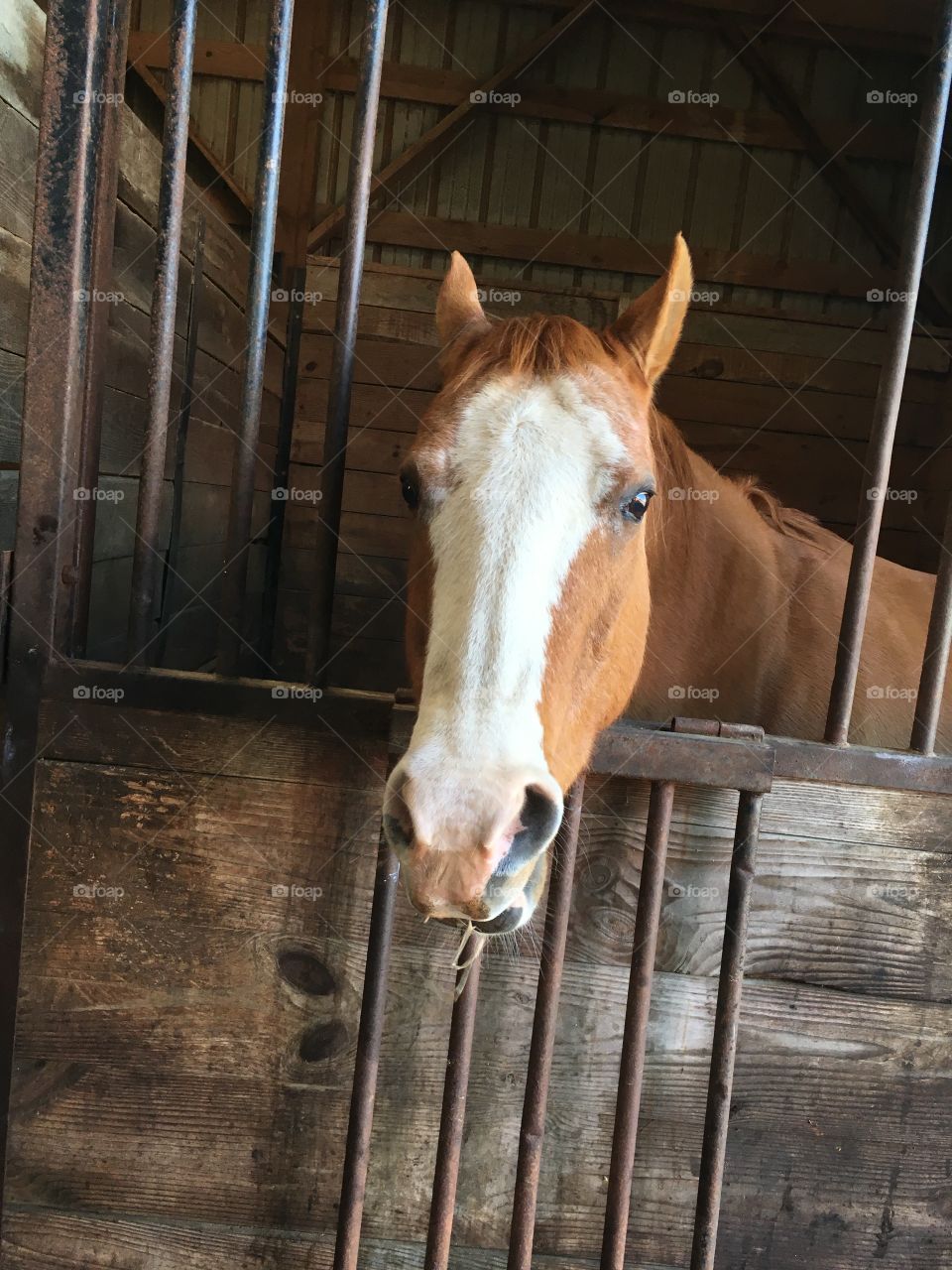 Ernie, a quarter horse gelding watching me over his stall door hoping I’ll give him a treat. 