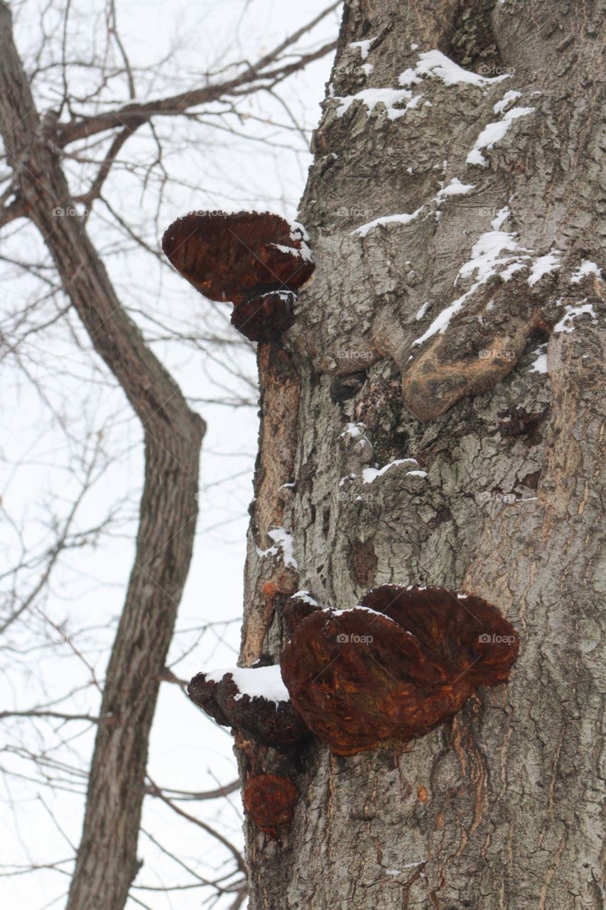 Tree, No Person, Wood, Outdoors, One