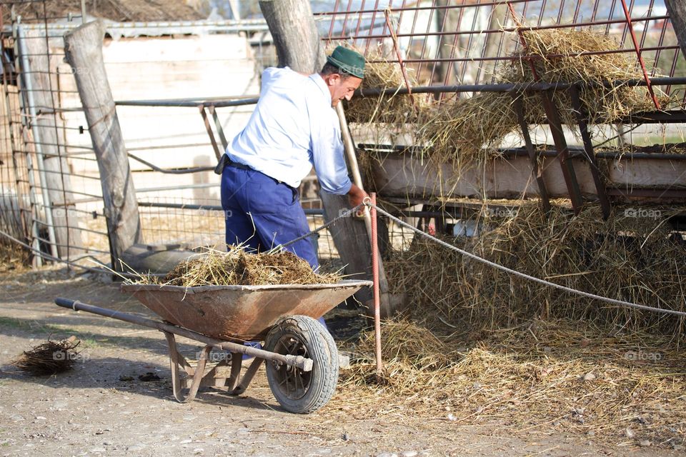 Farmer working with hay on a horse farm