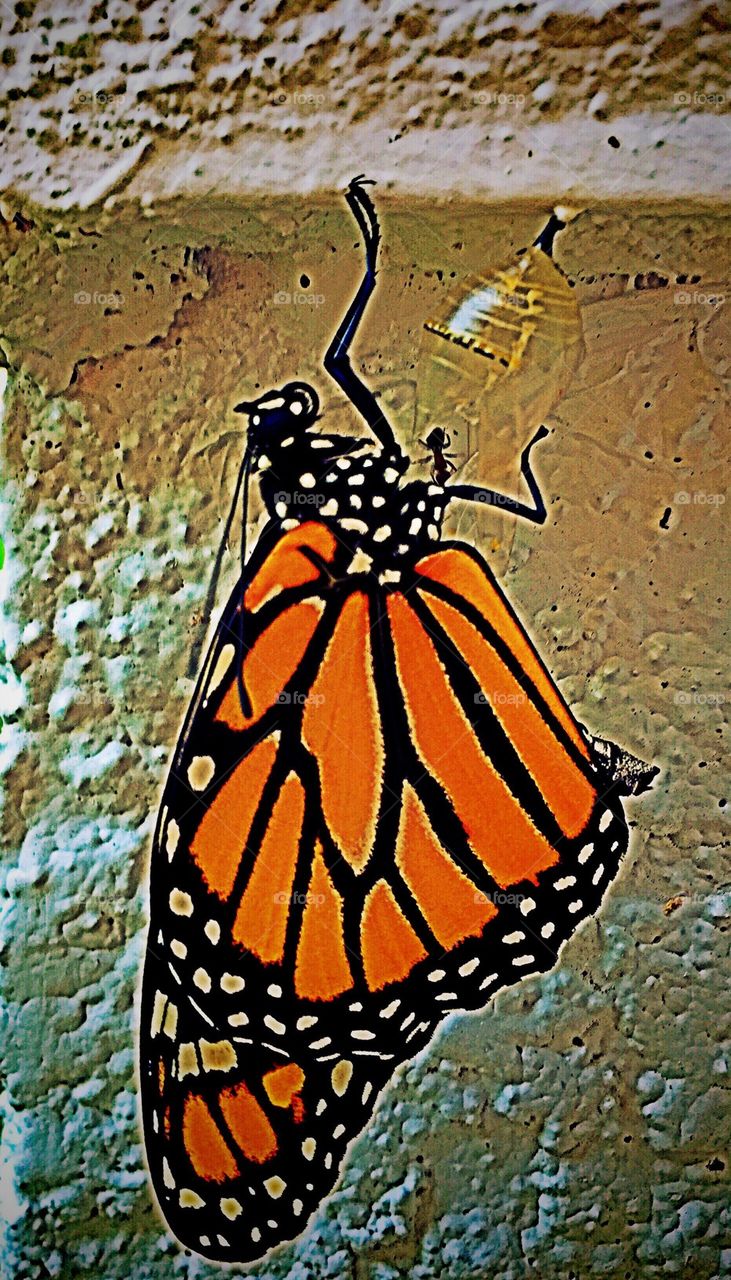 New monarch