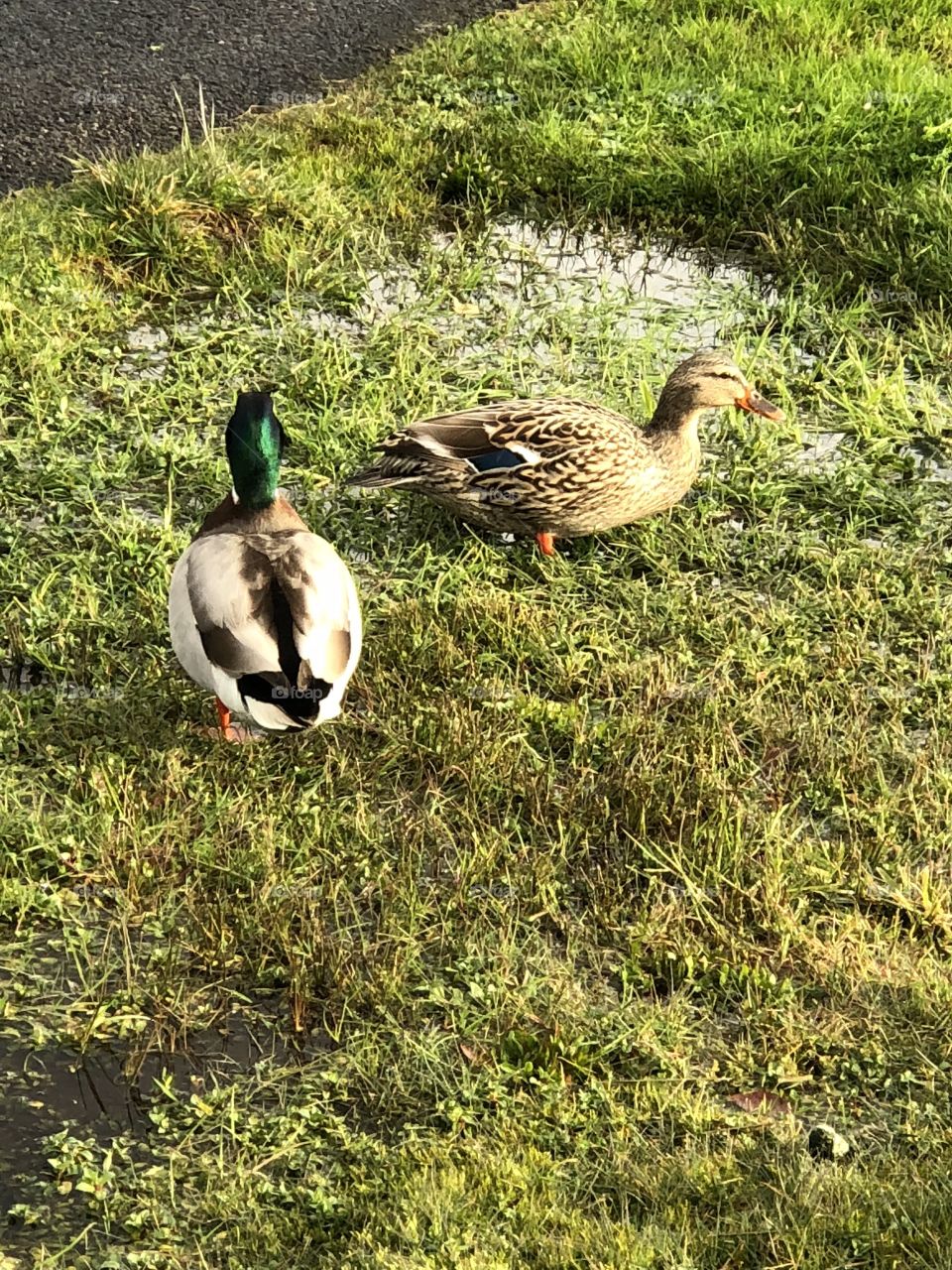 ducks