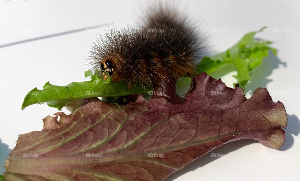 Caterpillar Eating Green And Red Lettuce Getting Ready As Summer Is Starting Under The Sunlight.