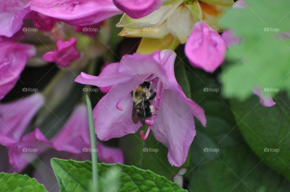 Flower and the bee