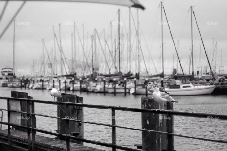 Black and white photo of a harbor with sailboats and seagulls sitting on a railing in the foreground