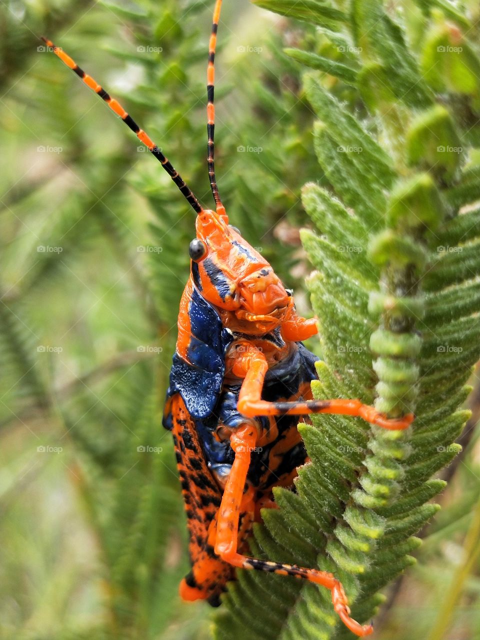 #LeichhardtGrasshopper #grasshopper #kakadunationalpark #northernterritory #Australia #colourful #unique #oneofakind