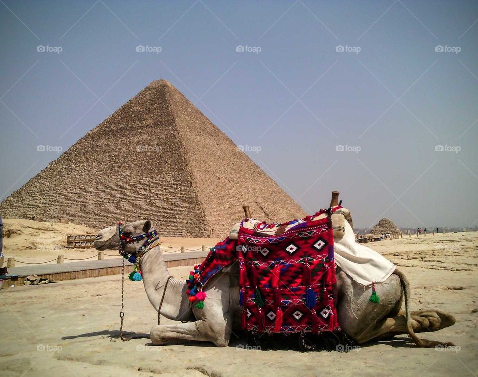 Pirámide y camello