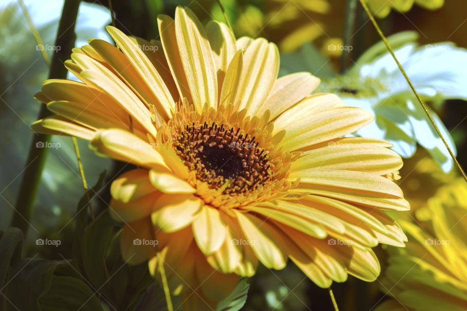 Close-up of a beautiful orange Gerbera flower