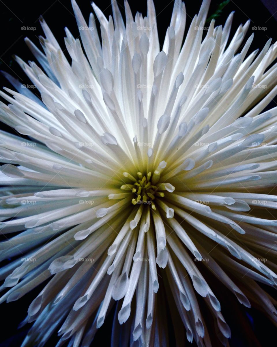 A top view of a gorgeous white flower, the name of which I do not know. One of my personal favorites! (One of many) 