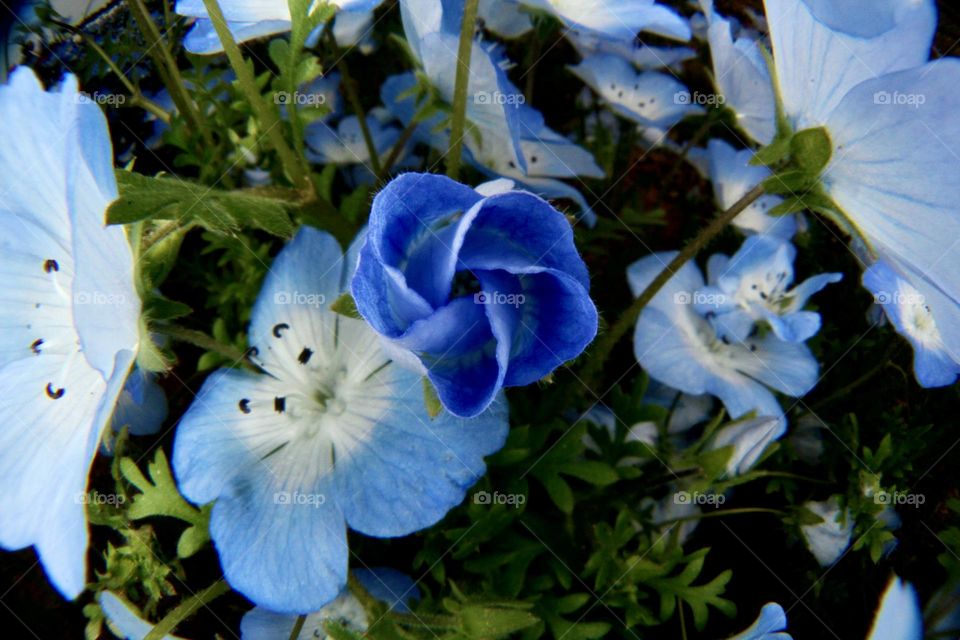 Nemophila