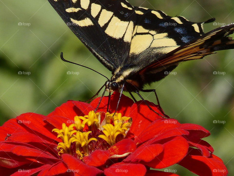 Closer view yellow butterfly on re orange zinnia 