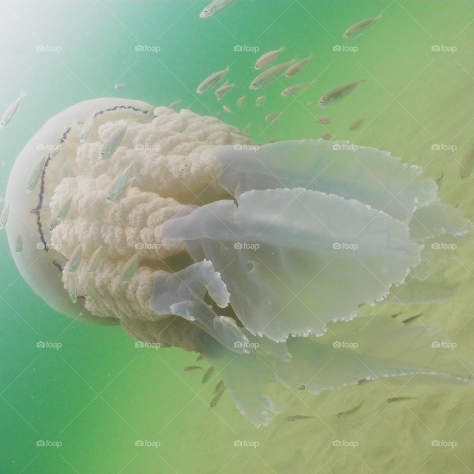 barrel jellyfish rhizostoma pulmo