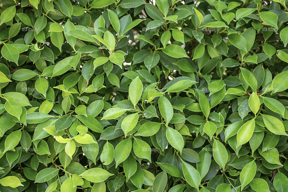 Bright green leaves on the tree to use as a background.