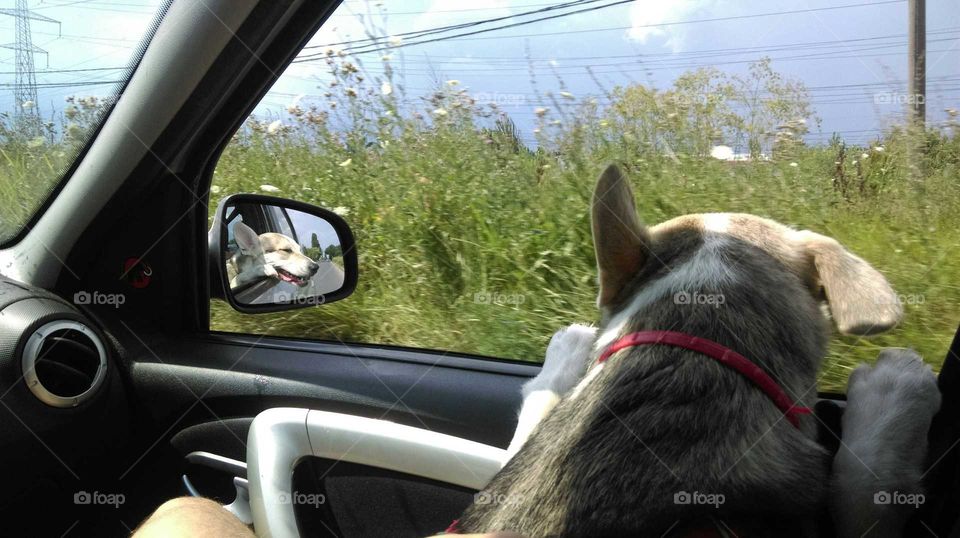 Dog loves car