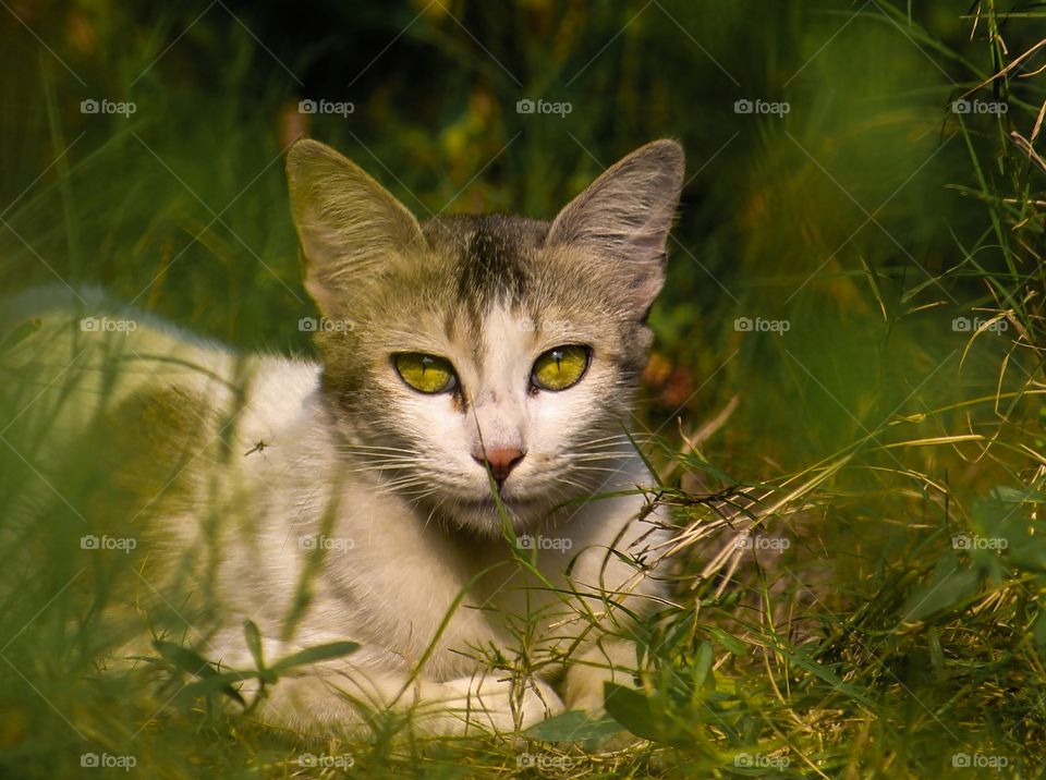 Cat, Cute, Nature, Animal, Eye