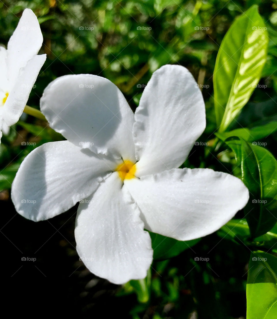 White flower