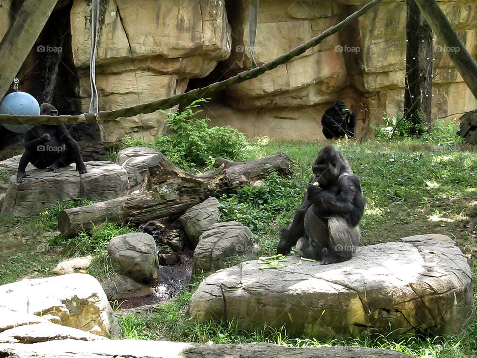 Four Gorillas