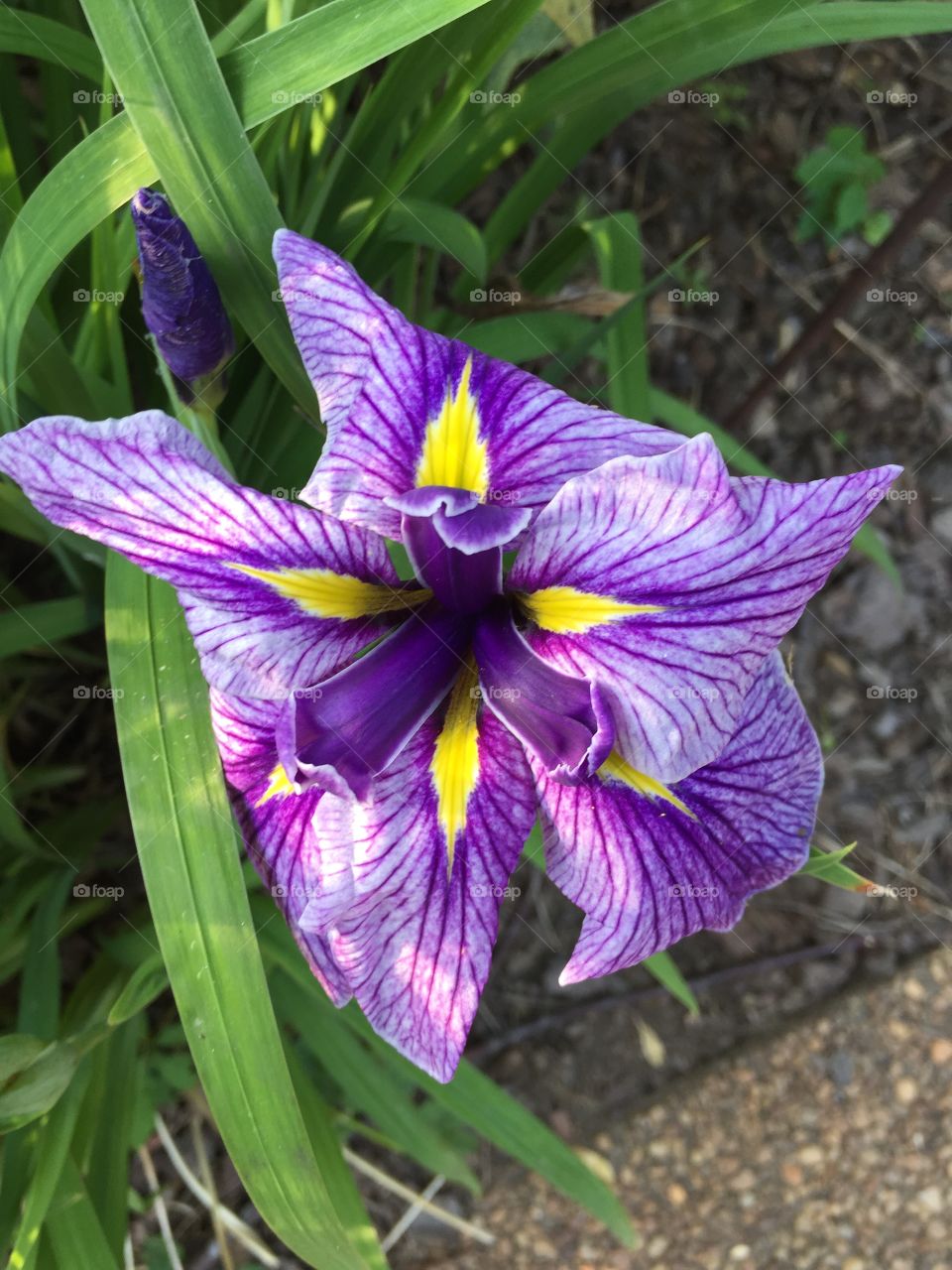 Close-up of purple flower