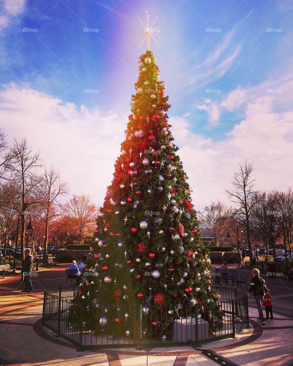 Christmas tree in glory. 