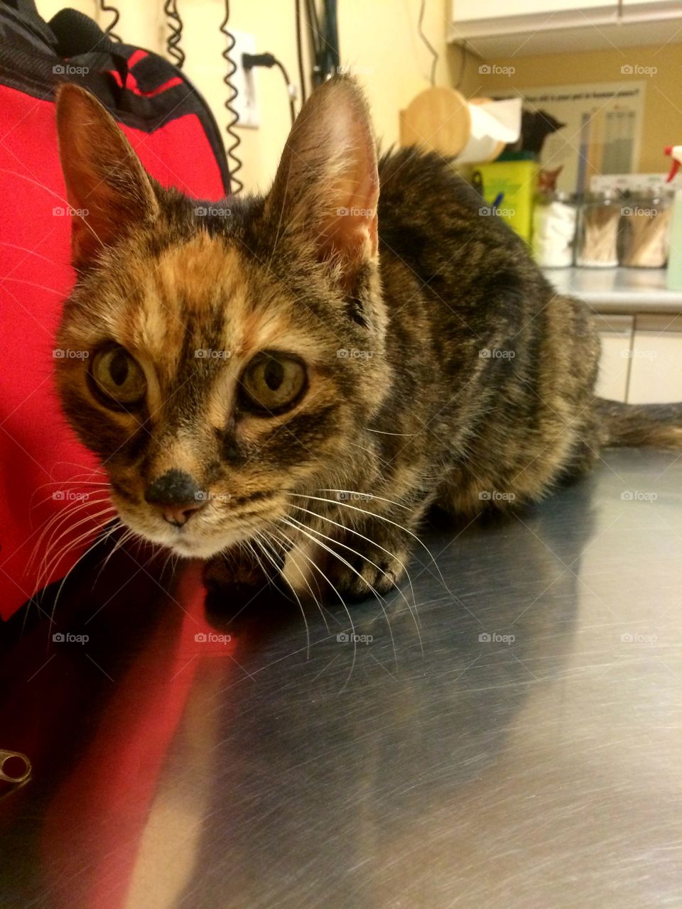 Mammal, Cat, Portrait, Pet, Fur