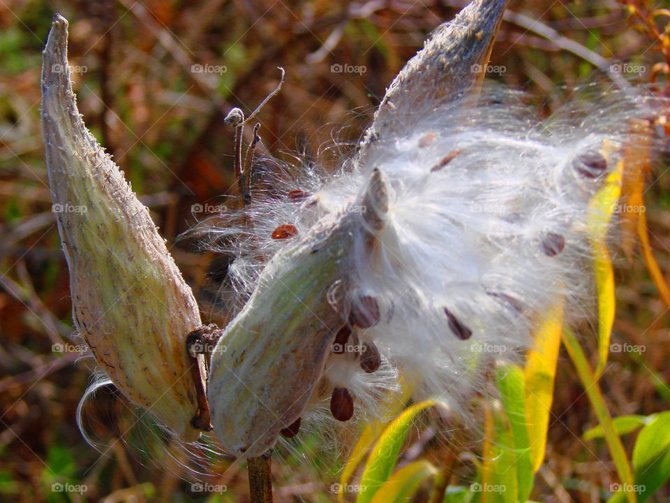 Milk weed pod 