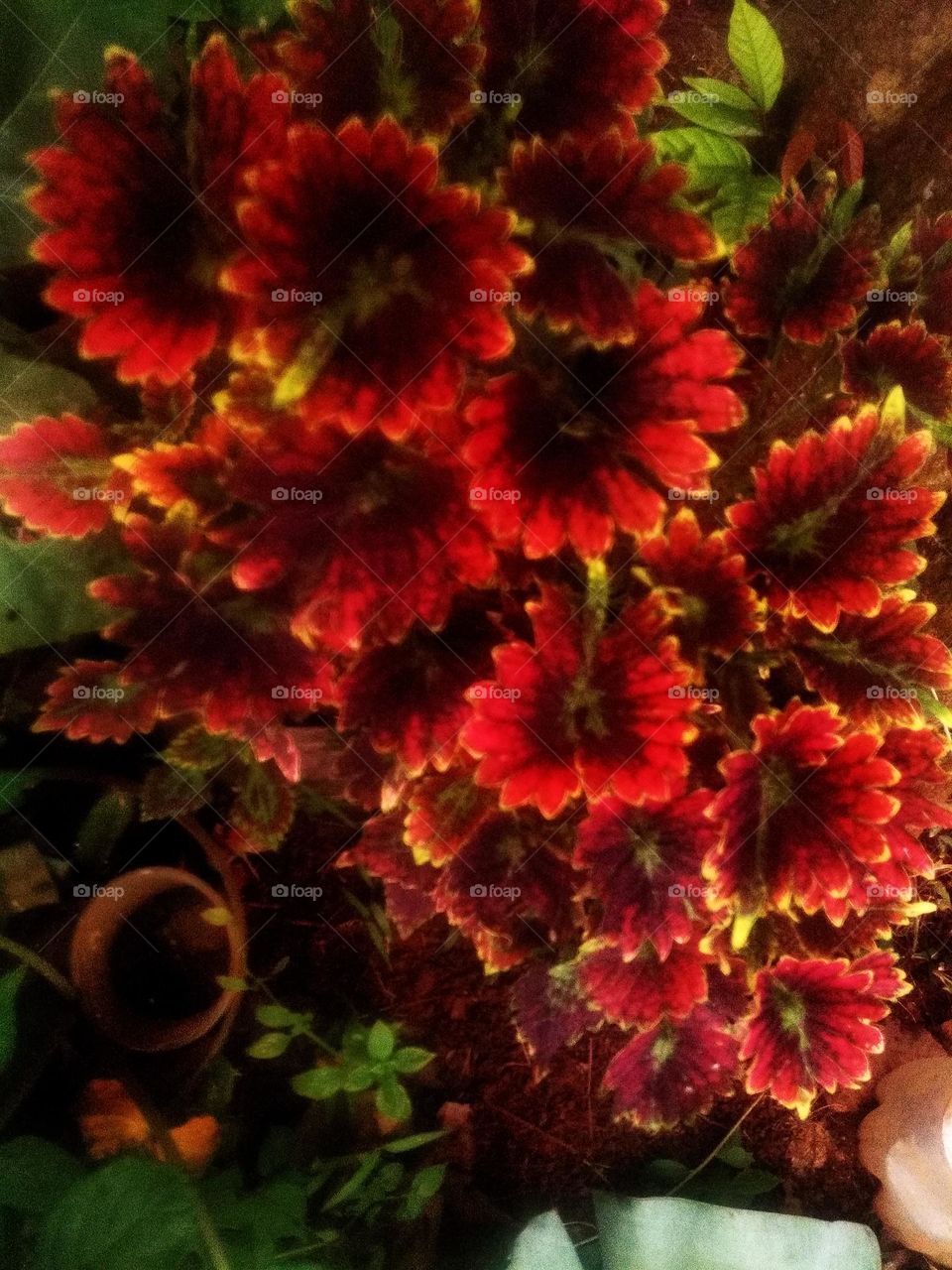 in Indonesia it is called cat whiskers leaf