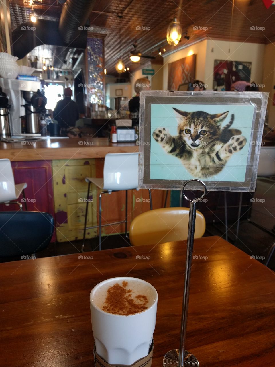 Coffee cat