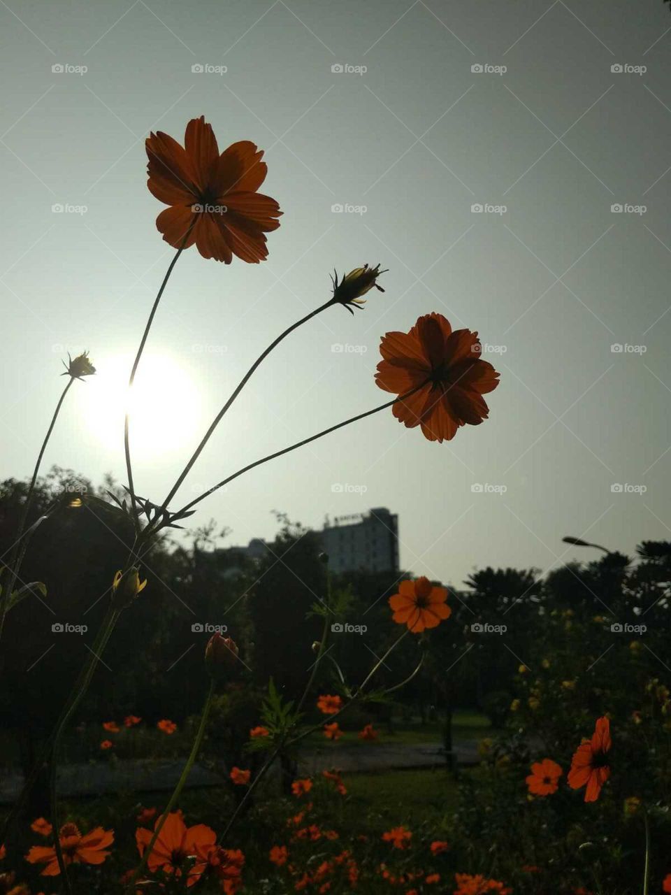 beautiful flower with sunlight outdoor