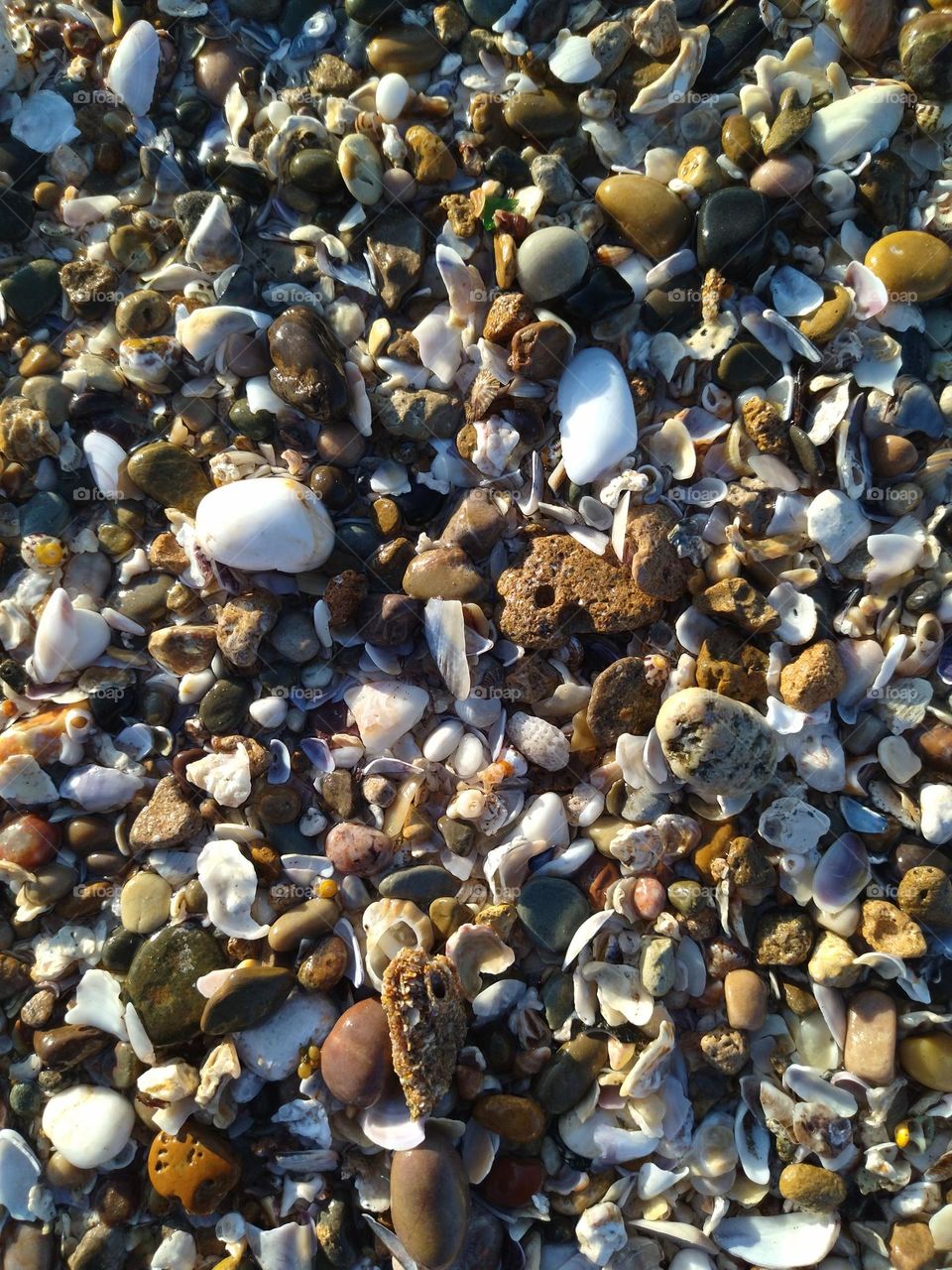 Shells and stones