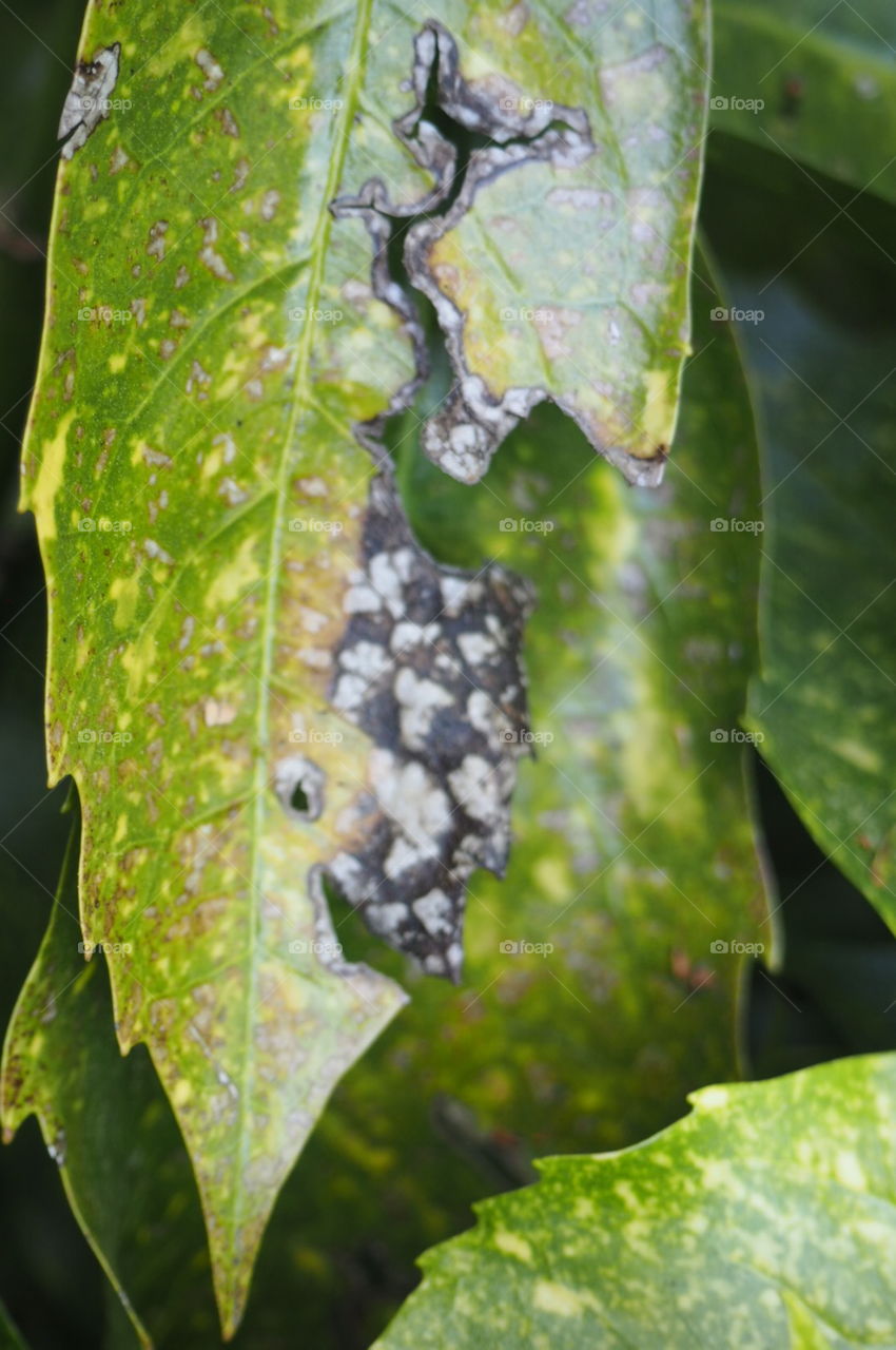 Leaf, Nature, Flora, Growth, Rain