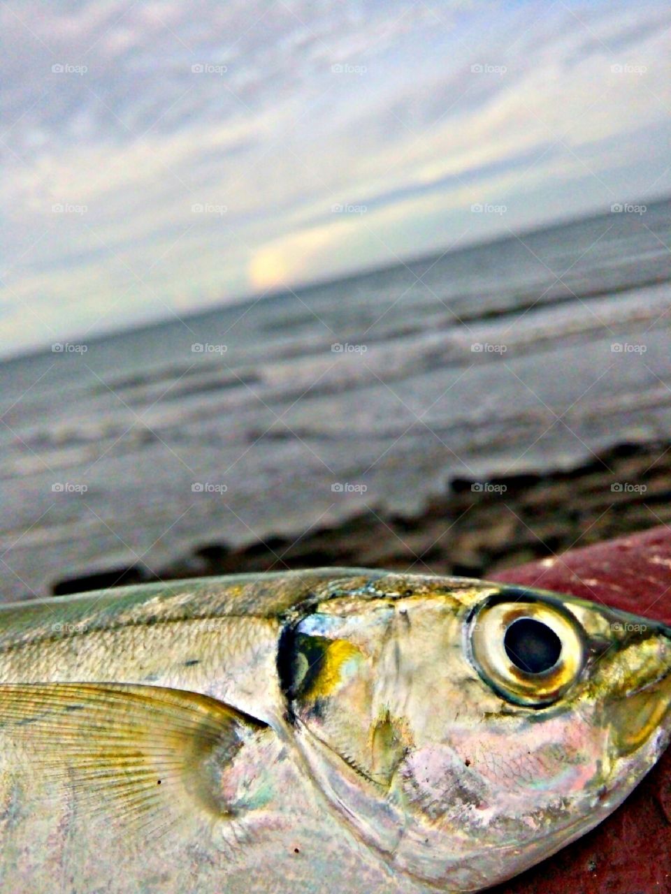 i smell something gorgeous fishy🐠😍