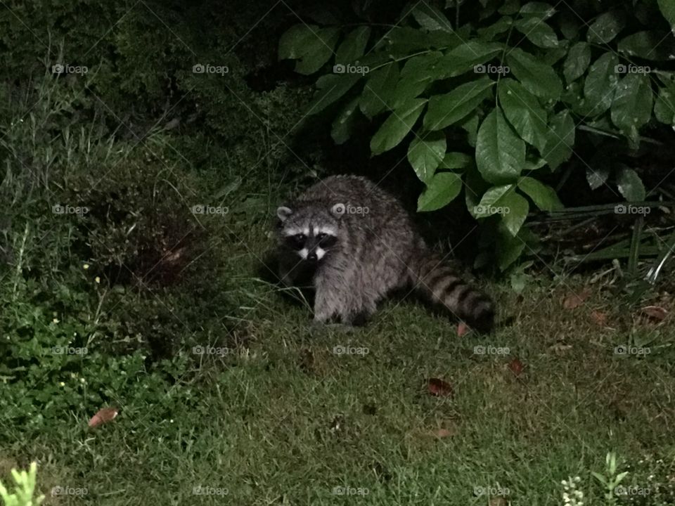 Raccoon in my yard