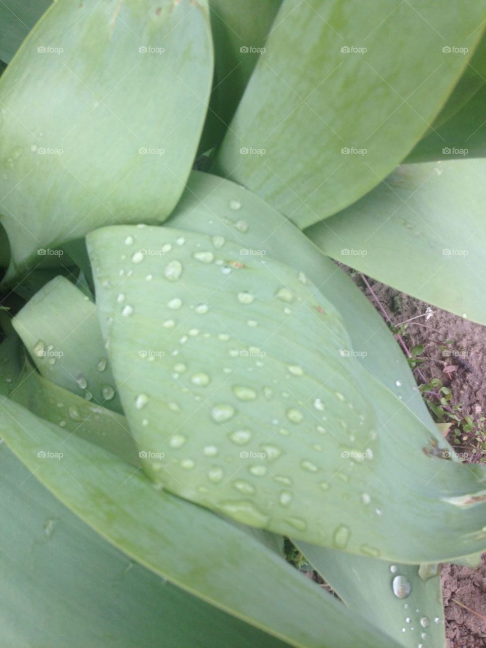 Rain drops on the flowers in the gardwn
