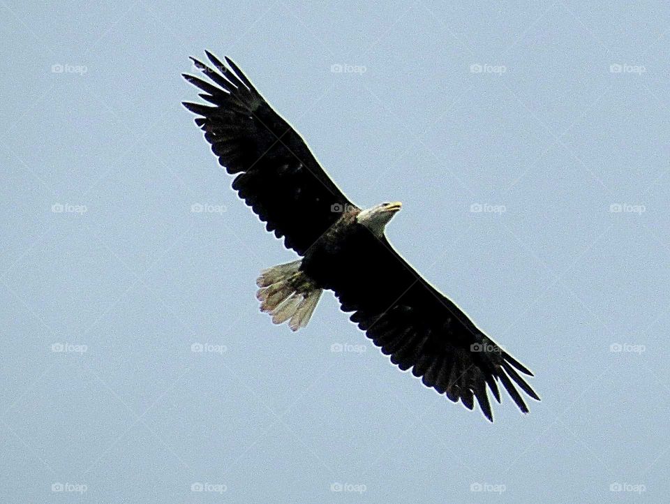 Bald Eagle in Flight 2
