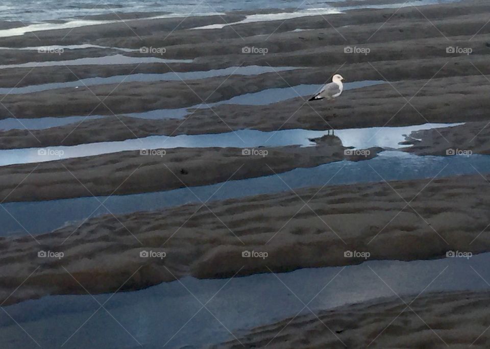 Seagull at Low Tide