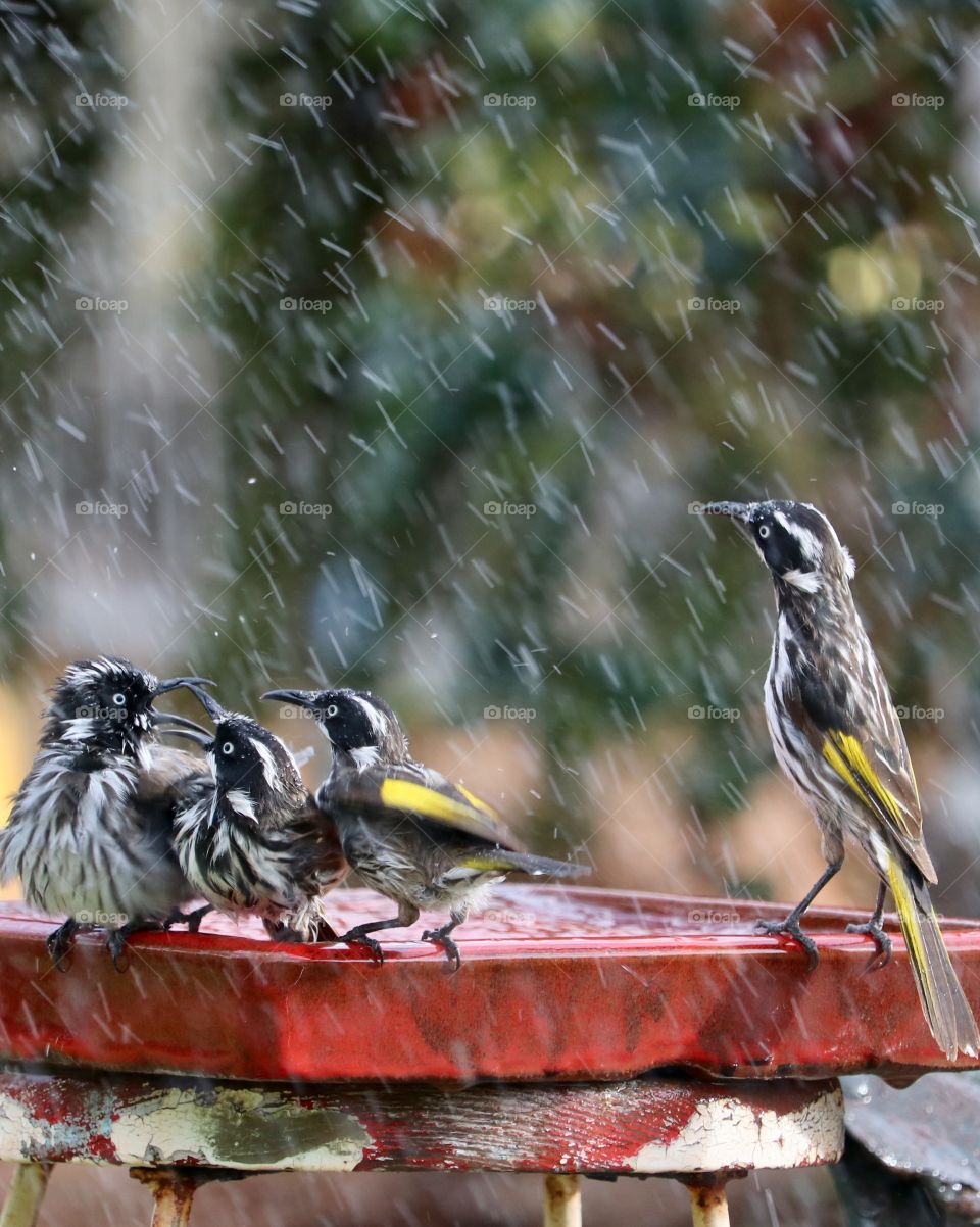 A group of four birds, Australian Honeyeaters, enjoying a birdbath in the rain 