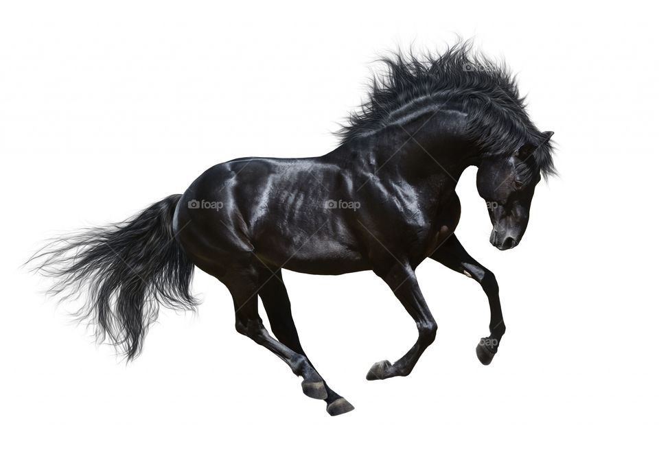 Black horse white background