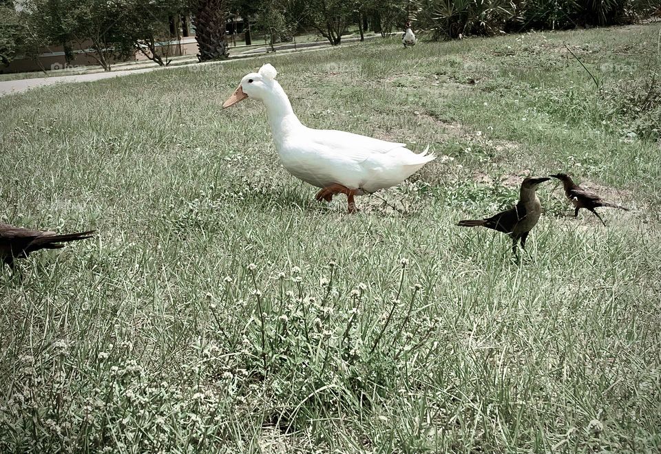 White Duck Walking At The Park With Other Birds In The City By The Street, Friendly.