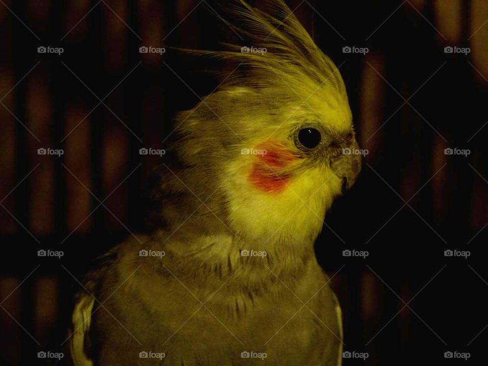 Cheech too shy to say he missed me