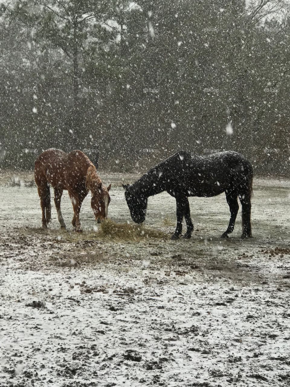 Levi and 38 munching on some hay during the South Georgia winter snow of 2018.