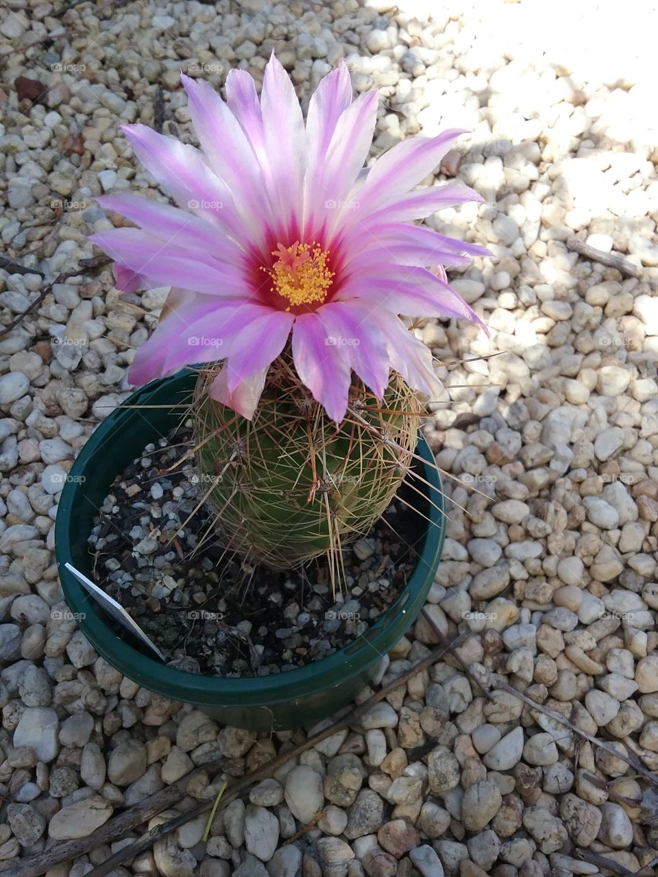 side view of Thelocactus bicolor var tricolor