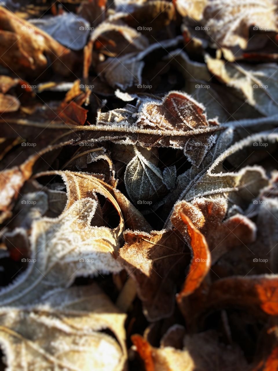 Frosty Leaves