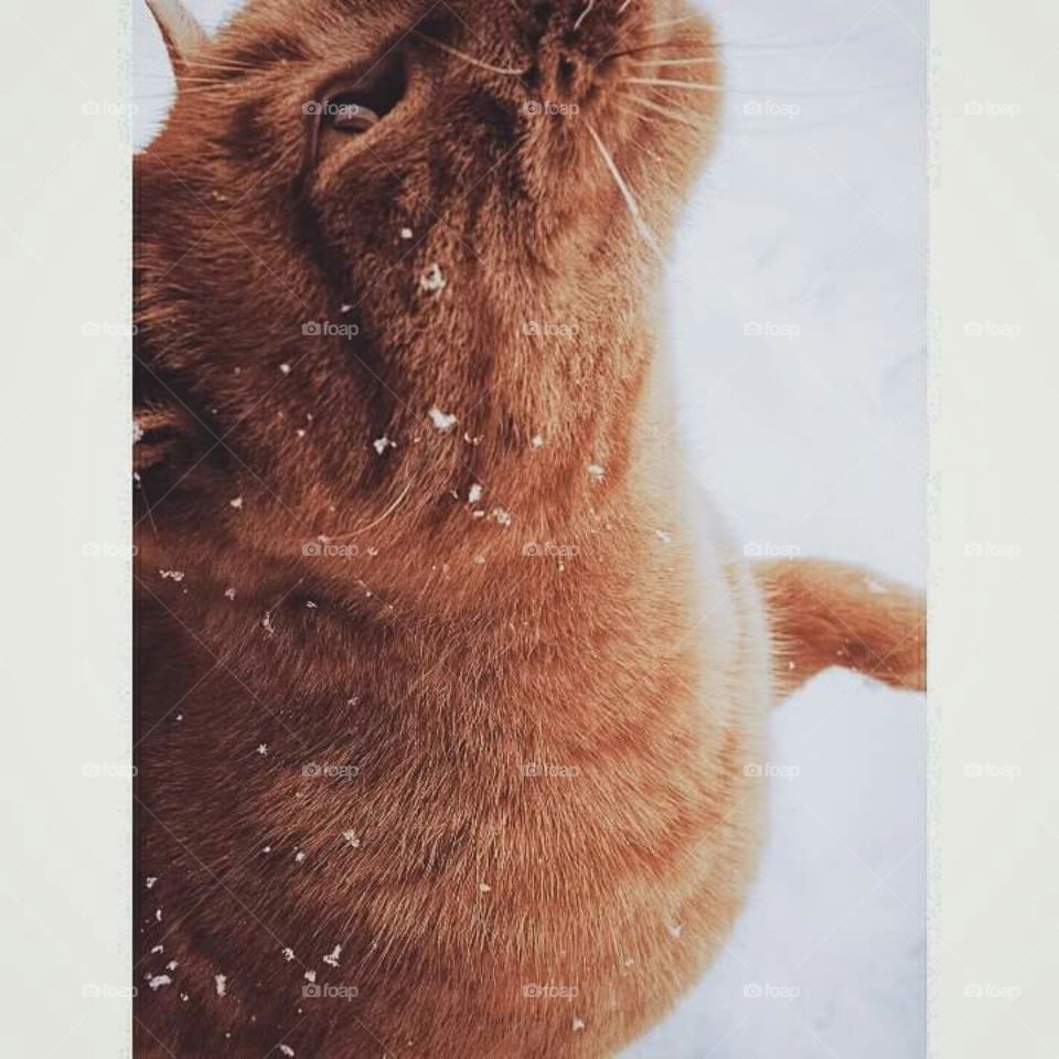 Playful in the Snow